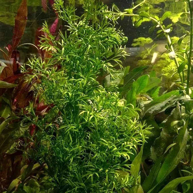 Heirloom Garden Water Sprite Ceratopteris Siliquosa Live Plant - Live Aquarium Plants Accessories, House Plants Indoors, Terrarium Kit, Perfect for Water Fish Tank Decorations, Green
