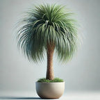 Seeds Ponytail Palm/Elephant Foot Tree/Indoor/Perennial Tree