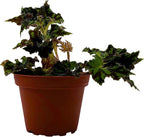 BubbleBlooms Harmony's Unique Begonia Rhizo in 4 inch Pot Rare