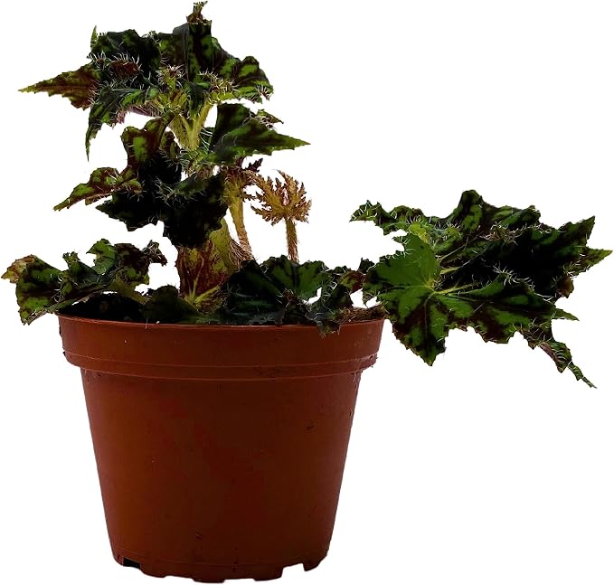 BubbleBlooms Harmony's Unique Begonia Rhizo in 4 inch Pot Rare