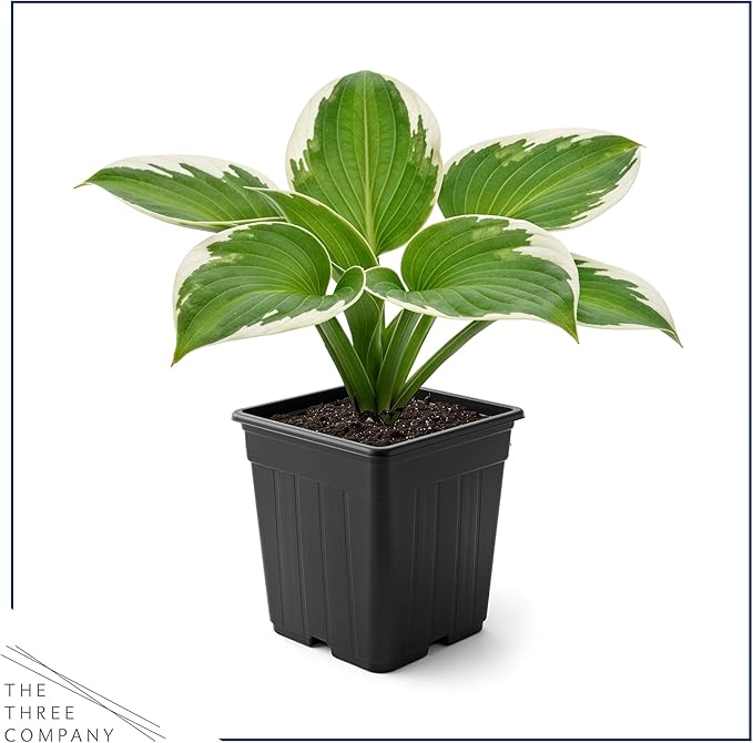 Live Perennial Hosta - Pilgrim (3 Plants Per Pack) Beautiful Accent Plant, 10" Tall by 4" Wide in 1 Qt Pot