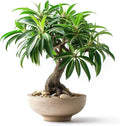 5 Bamboo Palm Bonsai Tree Seeds - Does Well Indoors
