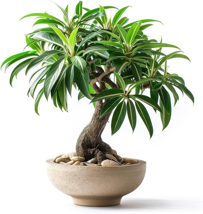 5 Bamboo Palm Bonsai Tree Seeds - Does Well Indoors