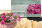 Outsidepride Pink Mixed Moss Rose Seeds - 500 Pcs Annual, Drought & Heat Tolerant, Pollinator Friendly Ground Cover Seeds for Planting w/Vibrant Blooms & Succulent Foliage, Ideal for Xeriscaping