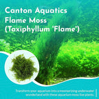 Flame Moss, 3 Pack 4 oz Cup - Live Aquarium Plants Freshwater, Live Moss for Aquariums, Taxiphyllum 'Flame' - Educational Guide Beginner Care