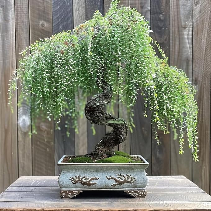 30+Weeping Willow Bonsai Tree Seed-Graceful Bonsai with Drooping Branches, Compact Ornamental Tree for Indoor Outdoor Decor
