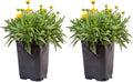 Costa Farms Coreopsis Live Outdoor Plants (2-Pack), Colorful Perennial Flowers in 2-Qt. Grow Pots, Sun-Loving Long-Blooming Tickseed for Garden Beds, Borders, and Patio, Attracts Pollinators