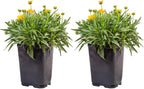 Costa Farms Coreopsis Live Outdoor Plants (2-Pack), Colorful Perennial Flowers in 2-Qt. Grow Pots, Sun-Loving Long-Blooming Tickseed for Garden Beds, Borders, and Patio, Attracts Pollinators