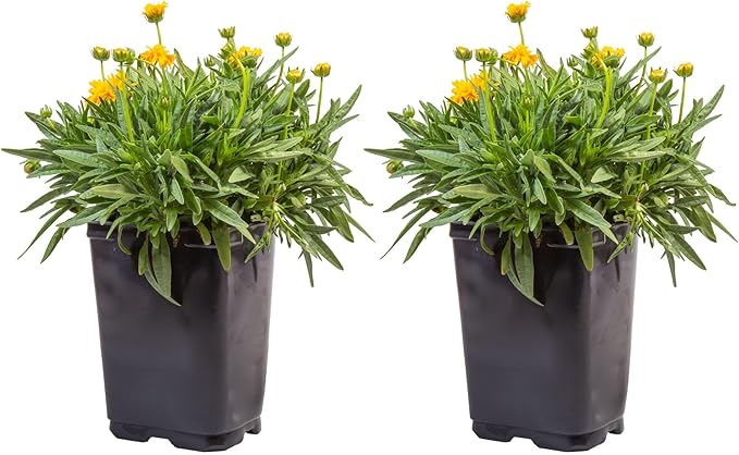 Costa Farms Coreopsis Live Outdoor Plants (2-Pack), Colorful Perennial Flowers in 2-Qt. Grow Pots, Sun-Loving Long-Blooming Tickseed for Garden Beds, Borders, and Patio, Attracts Pollinators