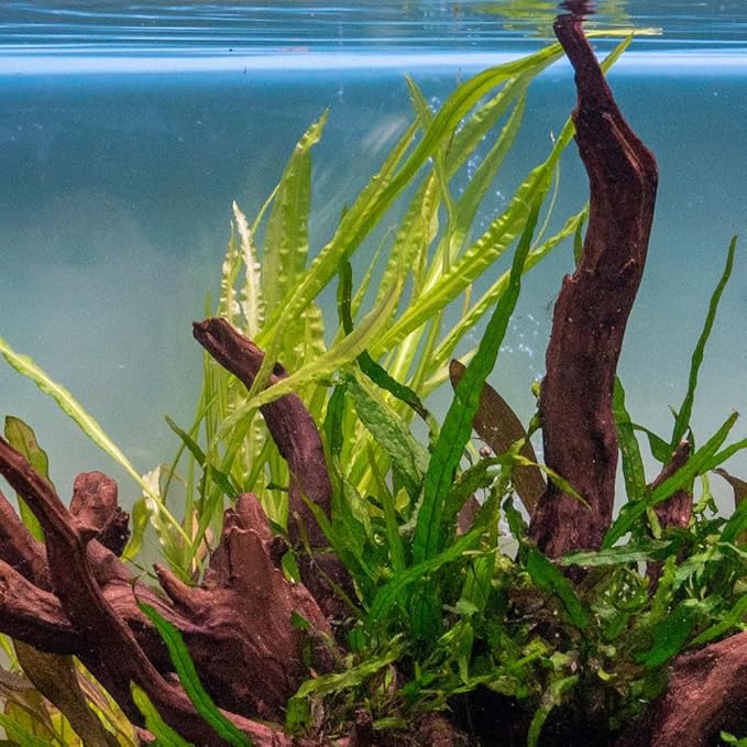 SubstrateSource Cryptocoryne Live Aquarium Plants - Freshwater Plant for Aquariums, Planted Fish Tanks - Beginner Friendly (Balansae, 1 Pot (3-5 Plants))