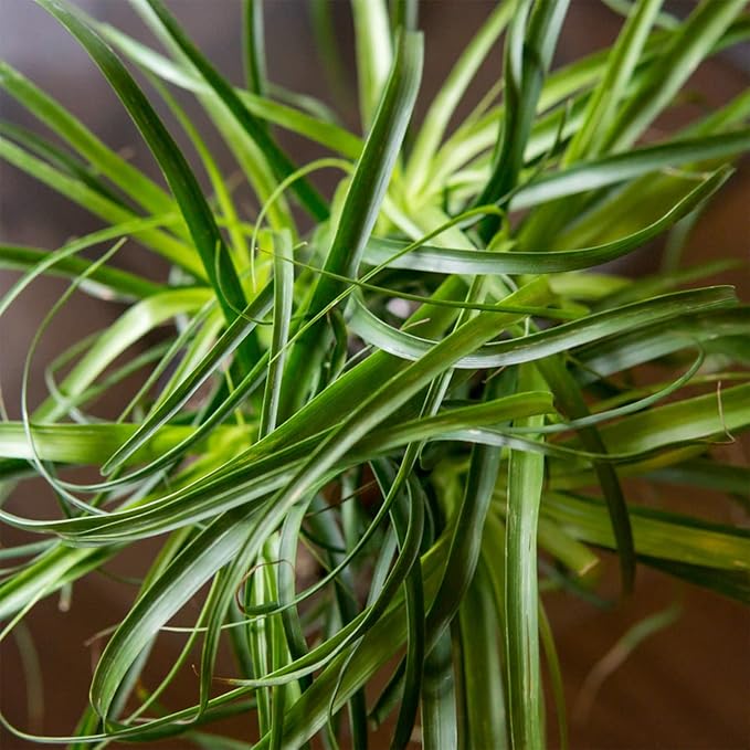 Perfect Plants Ponytail Palm 6in. in Midnight Blue Décor Pot | Beaucarnea Recurvata | 10in Tall | Easy Care Houseplant | Perfect for Bright Light Conditions | Air Purifying