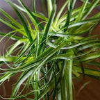 Perfect Plants Ponytail Palm 6in. in Midnight Blue Décor Pot | Beaucarnea Recurvata | 10in Tall | Easy Care Houseplant | Perfect for Bright Light Conditions | Air Purifying