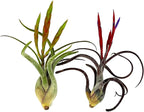 ragnaroc Air Plants - Flowering Tillandsia Caput Medusae, Large 5-7" - 2ct - Live Arrival Guaranteed - House Plants for Home Decor & Gift