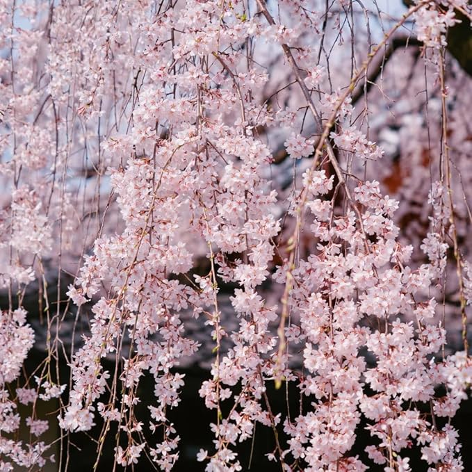 Weeping Prunus Blossoms Seeds for Planting, 46+ Rare Prunus Subhirtella Pendula Seeds, Non-GMO Heirloom Plants Seed for Home Garden Outdoor