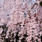 Weeping Prunus Blossoms Seeds for Planting, 46+ Rare Prunus Subhirtella Pendula Seeds, Non-GMO Heirloom Plants Seed for Home Garden Outdoor