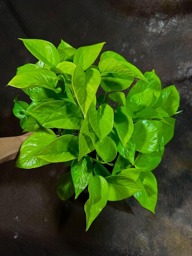 PLANTVERS Neon Pothos in a 6" Nursey Pot - Vibrant Lime Green Vining Plant - Air-Purifying Houseplant - Easy-Care Indoor Plant - Low Light Plant - Low Maintenance & Perfect for Indoor Garden & Office