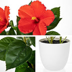Briful Artificial Hibiscus Flowers in Pot, 14.5’’ Faux Hibiscus Plant, Spring Summer Flowers for Home Decor, Farmhouse Table Decor & Coffee Table Decor, Indoor Potted Fake Flower, Red