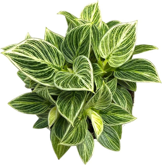 Philodendron Live Plant, Air Purifying, Easy Care, Easy to Grow, Rare Variety, Live Indoor Plant, 4 inch Pot (Philodendron Birkin S)