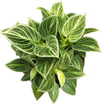 Philodendron Live Plant, Air Purifying, Easy Care, Easy to Grow, Rare Variety, Live Indoor Plant, 4 inch Pot (Philodendron Birkin S)