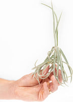 Tillandsia Duratii - Live Tillandsia Succulent House Plants - Home and Garden Decor - Easy Care Indoor/Outdoor Plants (Pack of 1)