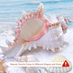 NIIIYTYB Air Plant Holders Natural Conch Shell Seashell Planters for Tillandsia Succulent Display Decorative Air Plant Pots Beach Themed Home Décor for Garden Parties No Plants Included 3-4 Inch