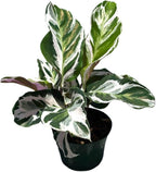 Calathea Live Plant in 4" Pot - Calathea Stella Plant Live - Pet Safe Easy to Grow Indoor Houseplants Flowers for Home Office Wedding Decor & Birthday Gift (Heat Pack Included)