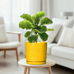 8 Inch Plant Pot, Ceramic Pots for Plants with Drainage Hole and Sacuer, Round Flower Pots for Indoor Outdoor Plants, Modern Decorative Planter, Table Decor, Plant Gifts for Women, Yellow