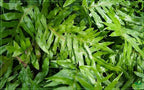 RedCrocus Assorted Ferns Indoor & Outdoor- Lush Green Fronds, Shade-Loving, Pet Safe, Container & Garden Plant for Shaded Areas, Attractive Foliage 4" Pot (Pack of 4)