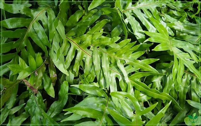 RedCrocus Assorted Ferns Indoor & Outdoor- Lush Green Fronds, Shade-Loving, Pet Safe, Container & Garden Plant for Shaded Areas, Attractive Foliage 4" Pot (Pack of 4)