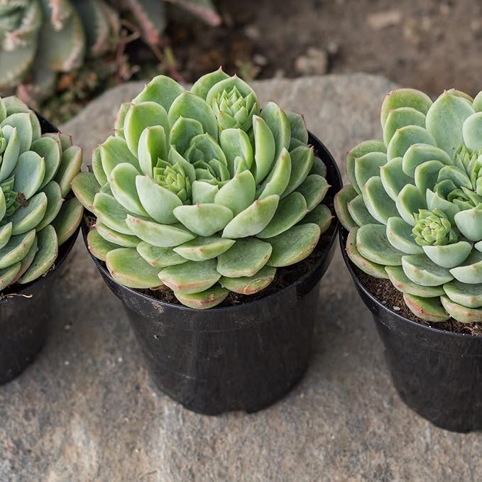 Altman Plants, Lime N Chile Echeveria Succulent Plants Live Succulents Plants Live with Pot, Live Indoor Plants Live Houseplants Live Indoor House Plants Indoors Live Plants Outdoor Plants Live Plant