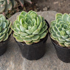 Altman Plants, Lime N Chile Echeveria Succulent Plants Live Succulents Plants Live with Pot, Live Indoor Plants Live Houseplants Live Indoor House Plants Indoors Live Plants Outdoor Plants Live Plant
