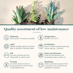 Shop Succulents Endless Summer Succulent Pack Collection - Live Mini Succulent Plants, Low Maintenance, Colors & Textures - Wedding and Party Favors, Gift & Garden, Pack of 100