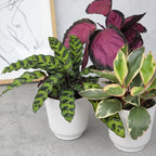 Pet Friendly House Plant Decor 3-Pack, Dog & Cat Safe Plants in 4" White Pots for Home & Office, Grower's Choice Live Houseplants, Approx. 9" Tall, Peperomia, Calathea & More by Plants for Pets