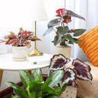Live Indoor Flowering Houseplants, Anthurium Red in 4" Grower Pot, Easy Care Houseplants