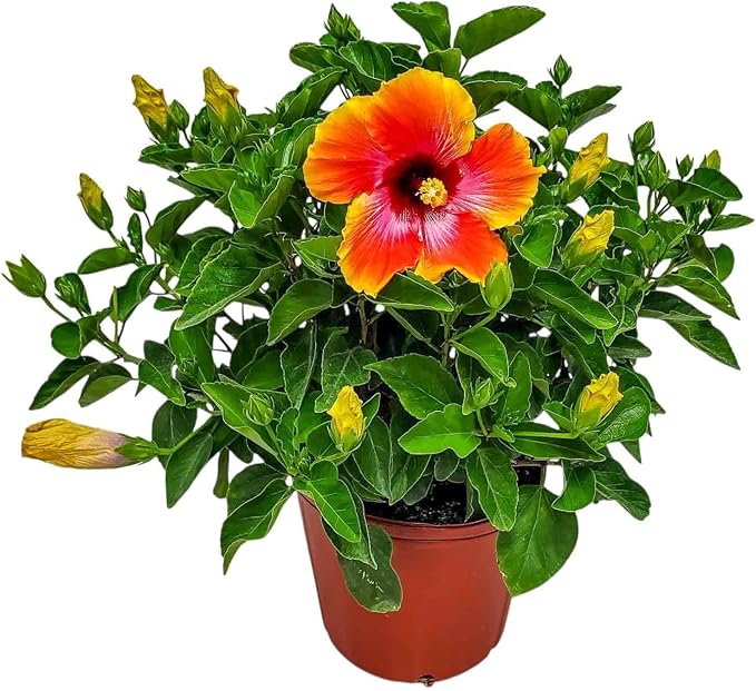 Hibiscus Bush - Fiesta Flower - Tropical Plants of Florida - 3 Gallon Pot - Overall Height 22" to 26" - Sunset Multicolor Blooms