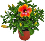 Hibiscus Bush - Fiesta Flower - Tropical Plants of Florida - 3 Gallon Pot - Overall Height 22" to 26" - Sunset Multicolor Blooms