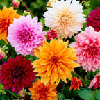 300+ Mix Dahlia Seeds for Planting - Rare Dahlia Pompon Flower Seeds -Dahlias Seed Variabilis Beautiful Annual for Outdoor Garden