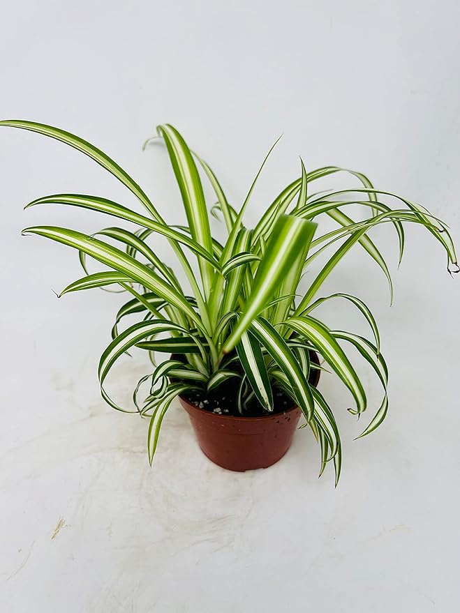 Ocean Spider Plant - Easy to Grow -4" Pot Cleans The Air