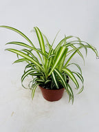 Ocean Spider Plant - Easy to Grow -4" Pot Cleans The Air