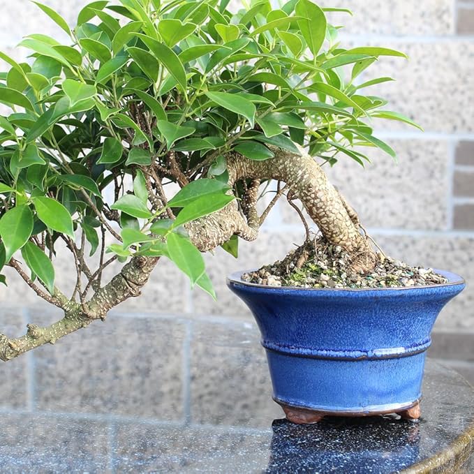 Brussel's Bonsai - Live Golden Gate Ficus Bonsai Tree in Ceramic Bonsai Pot, Indoor Bonsai Plant, 4 Inches Tall, Easy Care Houseplant for Home or Office (Small, Green)