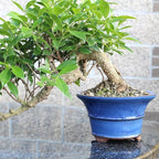 Brussel's Bonsai - Live Golden Gate Ficus Bonsai Tree in Ceramic Bonsai Pot, Indoor Bonsai Plant, 4 Inches Tall, Easy Care Houseplant for Home or Office (Small, Green)