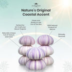 Nautical Crush Trading Sea Urchins Shells for Air Plants - 8 Purple (1.5-2.5") Sea Urchin Shells - Hanging Air Plant Holder - Air Plants Live Holders - Air Plant Pot - No Plants Included