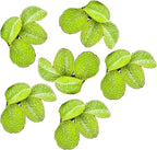 Salvinia Minima Water Spangle Live Floating Aquarium Plant Freshwater Planted Tank Ponds Aquascapes Natural Water Filtration Easy Care Growing Natural Shade Cover Betta Shrimp Salvinia 6 Plants