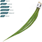 SubstrateSource Live Aquarium Stem Plants - Freshwater Aquatic Plant for Fish Tanks, Aquascaping - (Eleocharis Vivipara, 1 Bunch)