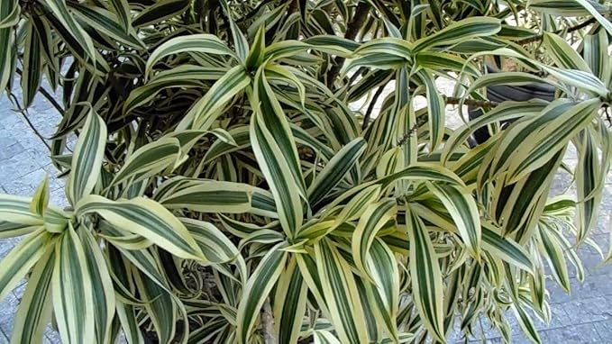 Song of India Plant - 5 Live Plants in 6 Inch Pots - Dracaena Reflexa - Beautiful Easy to Grow Air Purifying Indoor Plant