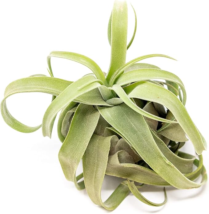 3 Pack Medium Air Plants Streptophylla - Live Tillandsia Succulent House Plants - Available in Wholesale and Bulk - Home and Garden Decor - Easy Care Indoor & Outdoor Air Plant