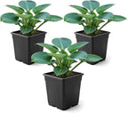 Live Perennial Hosta - Blue Mouse Ears (3 Plants Per Pack) Beautiful Accent Plant, 10" Tall by 4" Wide in 1 Qt Pot
