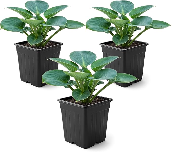 Live Perennial Hosta - Blue Mouse Ears (3 Plants Per Pack) Beautiful Accent Plant, 10" Tall by 4" Wide in 1 Qt Pot