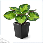 Live Perennial Hosta - Rainforest Sunrise (3 Plants Per Pack) Beautiful Accent Plant, 10" Tall by 4" Wide in 1 Qt Pot