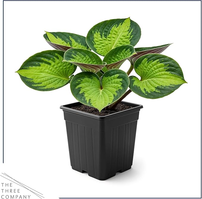 Live Perennial Hosta - Rainforest Sunrise (3 Plants Per Pack) Beautiful Accent Plant, 10" Tall by 4" Wide in 1 Qt Pot